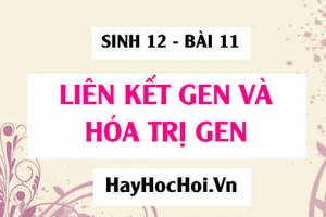 Liên kết gen là gì? Hoán vị gen là gì? Thí nghiệm của Moocgan, Ý nghĩa của hiện tượng liên kết gen và hoán vị gen - Sinh 12 bài 11